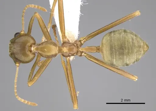 Oecophylla smaragdina specimen CASENT0281137 image casent0281137_1