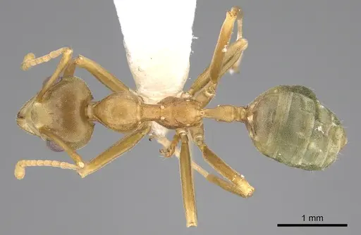 Oecophylla smaragdina specimen CASENT0281138 image casent0281138_1