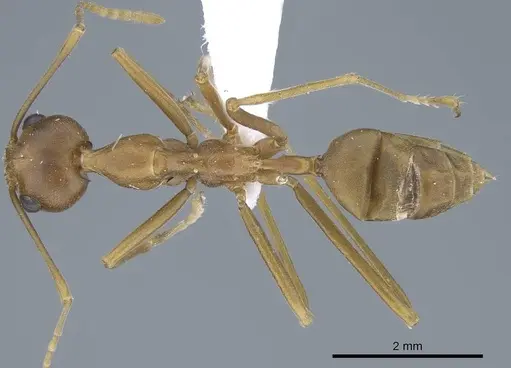 Oecophylla smaragdina specimen CASENT0740798 image casent0740798_1