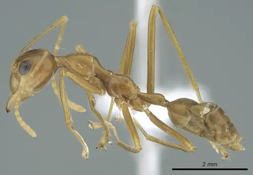 Oecophylla smaragdina specimen CASENT0740798 image casent0740798_2
