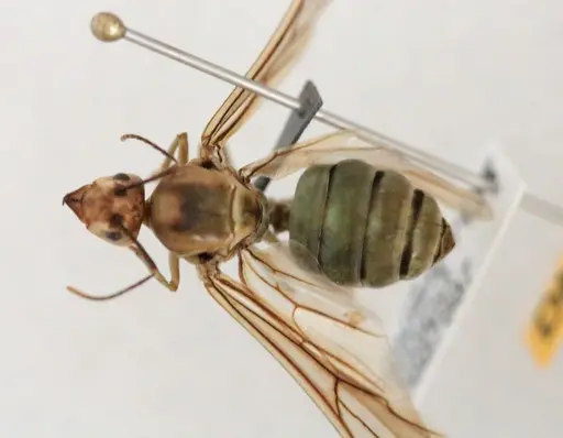 Oecophylla smaragdina specimen CASENT0887887 image casent0887887_1
