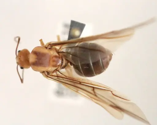 Oecophylla smaragdina specimen CASENT0887888 image casent0887888_1