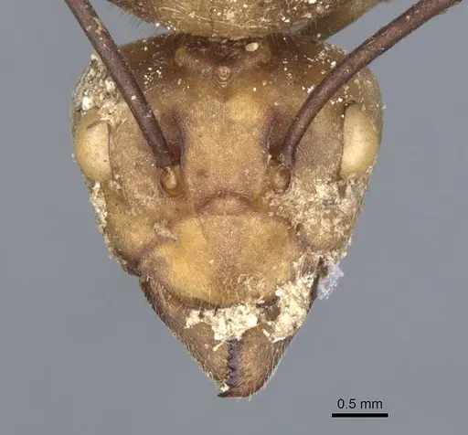 Oecophylla smaragdina specimen CASENT0903256 image casent0903256_2
