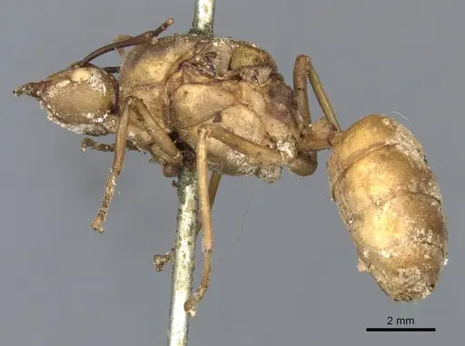 Oecophylla smaragdina specimen CASENT0903256 image casent0903256_3