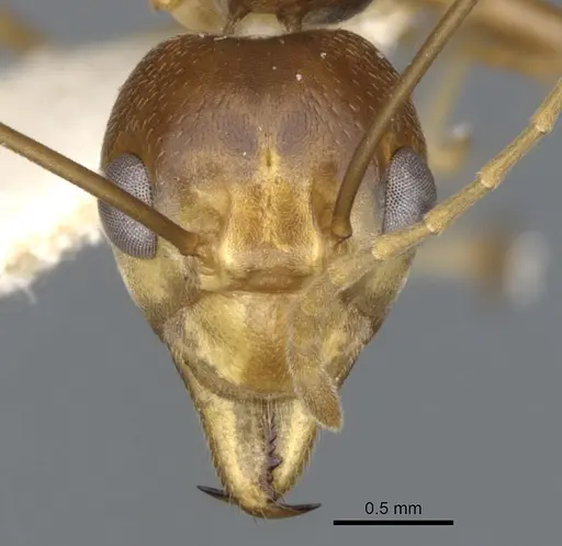 Oecophylla smaragdina specimen CASENT0903257 image casent0903257_2