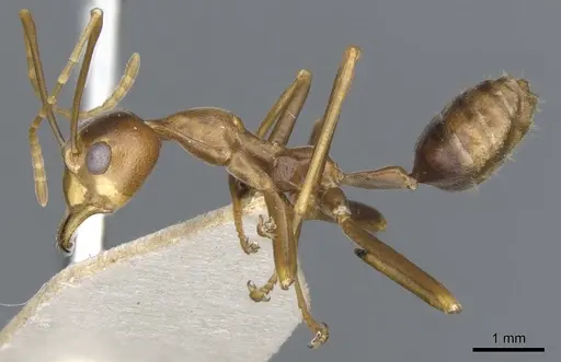 Oecophylla smaragdina specimen CASENT0903257 image casent0903257_3