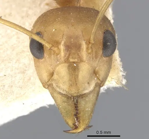 Oecophylla smaragdina specimen CASENT0903258 image casent0903258_2