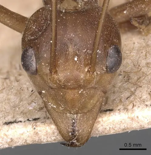 Oecophylla smaragdina specimen CASENT0905174 image casent0905174_2