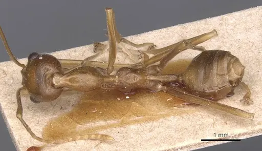 Oecophylla smaragdina specimen CASENT0905175 image casent0905175_1