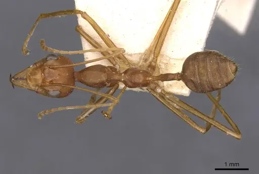 Oecophylla smaragdina specimen CASENT0909940 image casent0909940_1