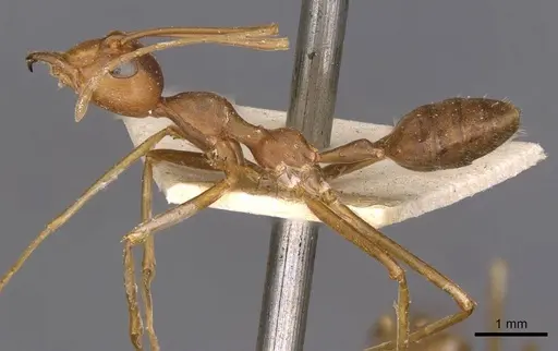 Oecophylla smaragdina specimen CASENT0909940 image casent0909940_3