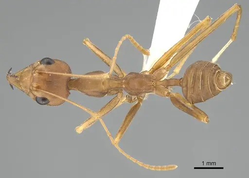 Oecophylla smaragdina specimen CASENT0919874 image casent0919874_1