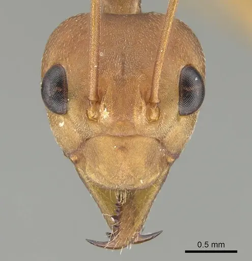 Oecophylla smaragdina specimen CASENT0919874 image casent0919874_2