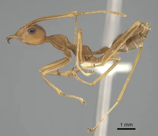 Oecophylla smaragdina specimen CASENT0919874 image casent0919874_3