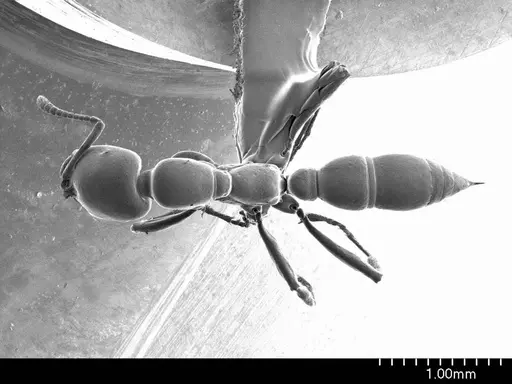 Onychomyrmex doddi specimen ANTWEB1008606 image antweb1008606_1
