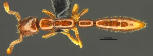 Opamyrma hungvuong specimen ANTWEB1038544 image antweb1038544_1
