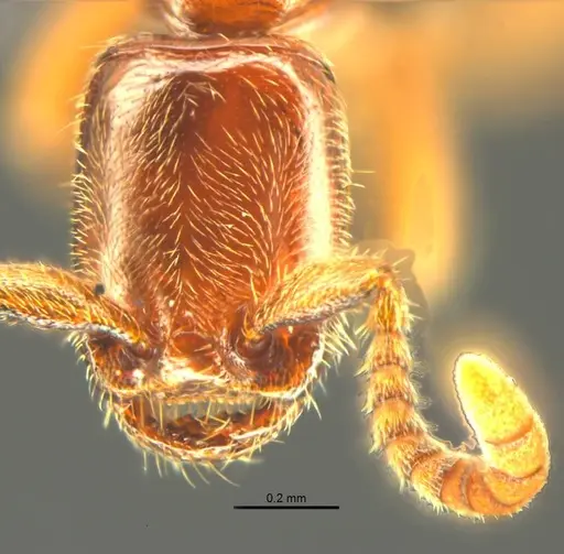 Opamyrma hungvuong specimen ANTWEB1038544 image antweb1038544_2