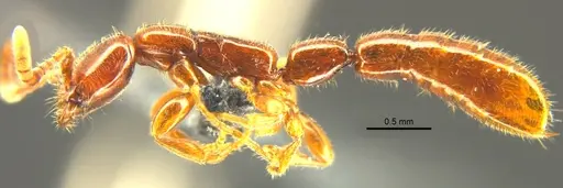 Opamyrma hungvuong specimen ANTWEB1038544 image antweb1038544_3