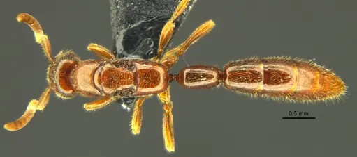 Opamyrma hungvuong specimen ANTWEB1038545 image antweb1038545_1