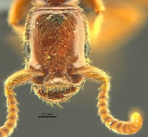 Opamyrma hungvuong specimen ANTWEB1038545 image antweb1038545_2