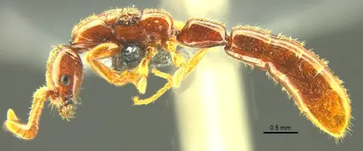 Opamyrma hungvuong specimen ANTWEB1038545 image antweb1038545_3