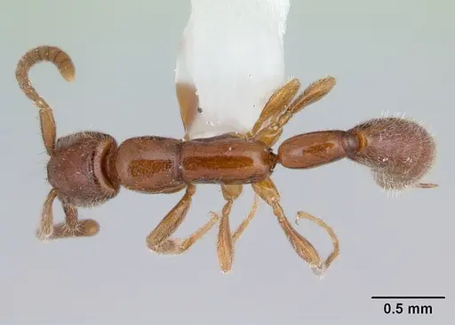 Opamyrma hungvuong specimen CASENT0178347 image casent0178347_1