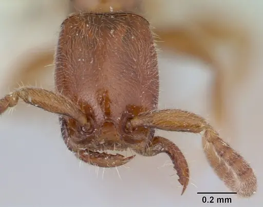 Opamyrma hungvuong specimen CASENT0178347 image casent0178347_2
