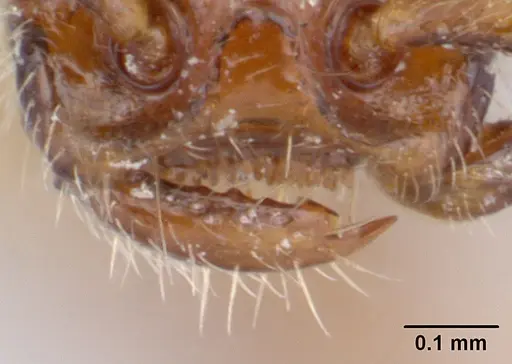 Opamyrma hungvuong specimen CASENT0178347 image casent0178347_3