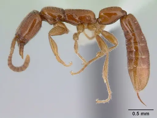 Opamyrma hungvuong specimen CASENT0178347 image casent0178347_4