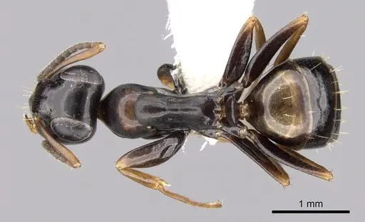 Opisthopsis respiciens specimen CASENT0281145 image casent0281145_1