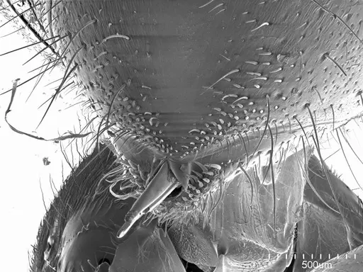 Paltothyreus tarsatus specimen ANTWEB1008570 image antweb1008570_1