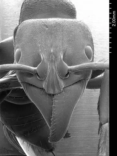Paltothyreus tarsatus specimen ANTWEB1008570 image antweb1008570_2