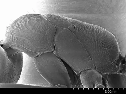Paltothyreus tarsatus specimen ANTWEB1008570 image antweb1008570_3