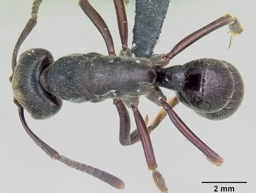Paltothyreus tarsatus specimen CASENT0003140 image casent0003140_1