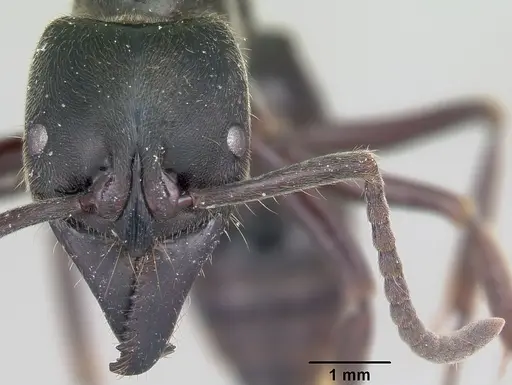Paltothyreus tarsatus specimen CASENT0003140 image casent0003140_2