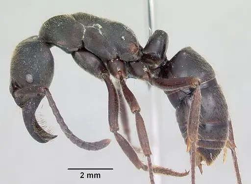 Paltothyreus tarsatus specimen CASENT0003140 image casent0003140_3