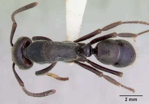 Paltothyreus tarsatus specimen CASENT0172430 image casent0172430_1