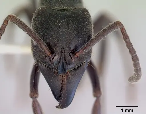 Paltothyreus tarsatus specimen CASENT0172430 image casent0172430_2