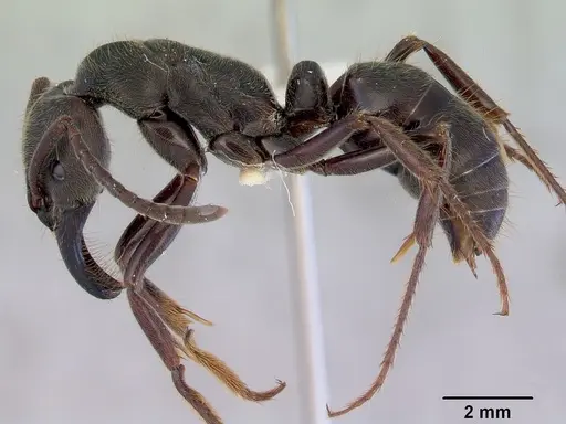 Paltothyreus tarsatus specimen CASENT0172430 image casent0172430_3