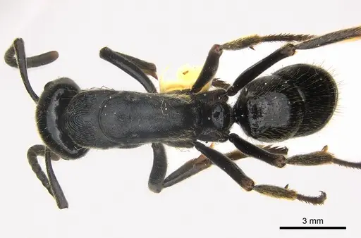 Paltothyreus tarsatus specimen CASENT0217112 image casent0217112_1