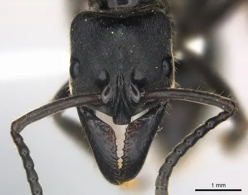 Paltothyreus tarsatus specimen CASENT0217112 image casent0217112_2