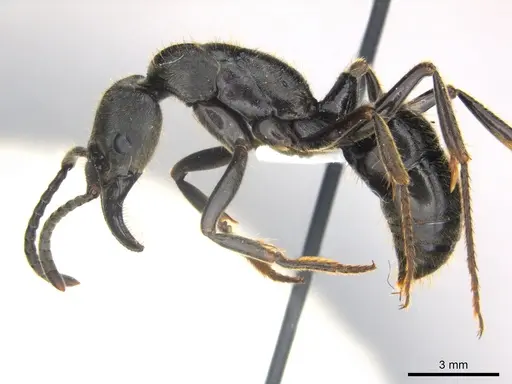Paltothyreus tarsatus specimen CASENT0217112 image casent0217112_3