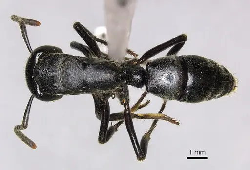 Paltothyreus tarsatus specimen CASENT0235610 image casent0235610_1