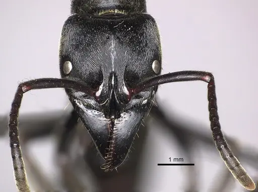 Paltothyreus tarsatus specimen CASENT0235610 image casent0235610_2