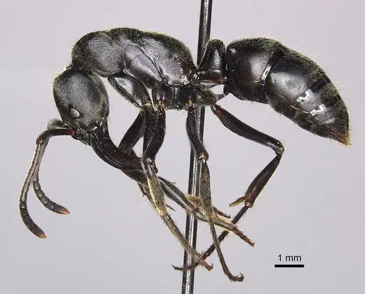 Paltothyreus tarsatus specimen CASENT0235610 image casent0235610_3