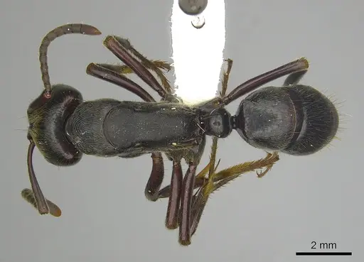 Paltothyreus tarsatus specimen CASENT0249209 image casent0249209_1
