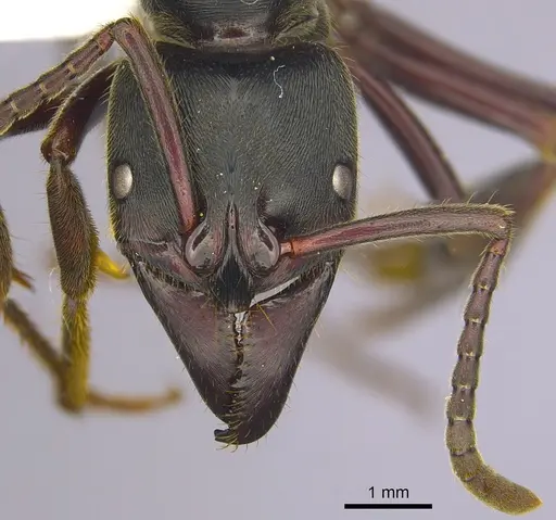 Paltothyreus tarsatus specimen CASENT0249209 image casent0249209_2