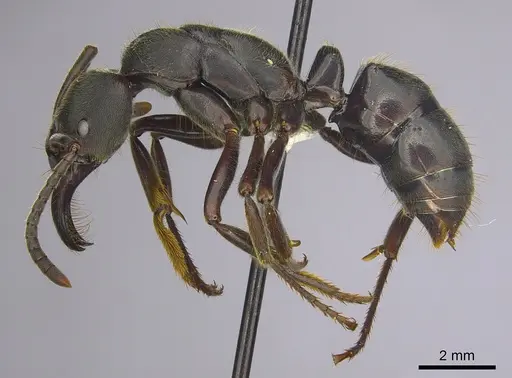 Paltothyreus tarsatus specimen CASENT0249209 image casent0249209_3