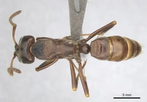 Paltothyreus tarsatus specimen CASENT0250563 image casent0250563_1