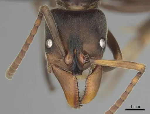 Paltothyreus tarsatus specimen CASENT0250563 image casent0250563_2